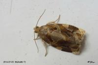 Archips xylosteana