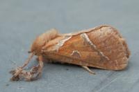 Triodia sylvina