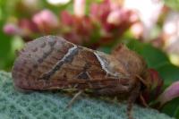Triodia sylvina