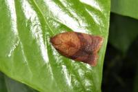 Cacoecimorpha pronubana