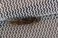Opogona omoscopa