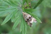 Celypha lacunana