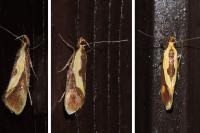 Harpella forficella