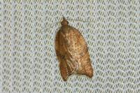 Acleris rhombana