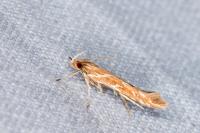 Pyroderces argyrogrammos