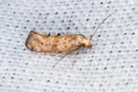 Epermenia