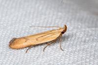Mesophleps silacella
