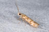 Scrobipalpa