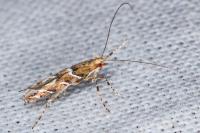 Acrocercops brongniardella