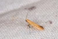 Aspilapteryx limosella