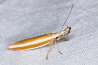 Pleurota aristella