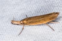 Pleurota