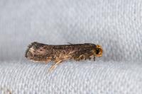 Cephimallota crassiflavella