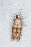 Epermenia