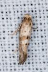 Epermenia
