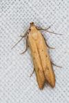 Mesophleps silacella