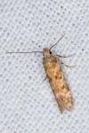 Scrobipalpa