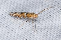 Acrocercops brongniardella