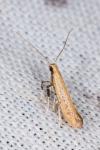 Aspilapteryx limosella