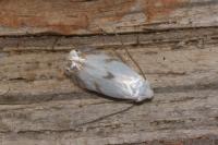 Pseudopostega crepusculella
