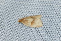 Clepsis rurinana