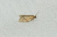 Clepsis consimilana