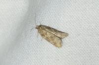 Cnephasia