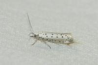 Yponomeuta