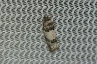 Epinotia thapsiana