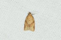 Clepsis consimilana