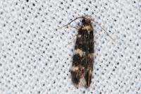 Oegoconia
