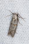 Symmocoides oxybiella