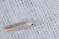 Coleophora