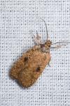Agonopterix subpropinquella