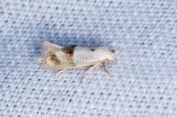 Elachista maculicerusella
