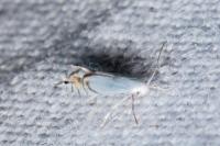 Phyllocnistis