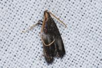 Lecithocera nigrana