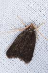 Lecithocera