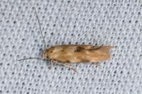 Mompha epilobiella