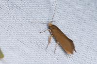 Crassa unitella