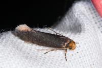 Cephimallota crassiflavella