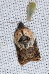 Acleris variegana