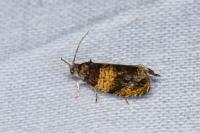 Celypha aurofasciana