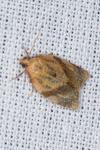 Clepsis consimilana