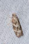 Cnephasia