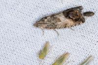 Cydia splendana
