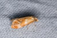 Gynnidomorpha rubricana