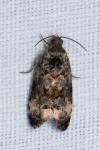 Endothenia gr. gentianaeana