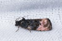 Metendothenia atropunctana