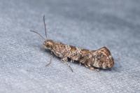 Acrolepiopsis